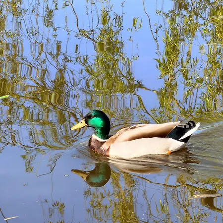 Au Bord De L'etang 3*